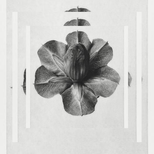 Courtly Love and Chivalry